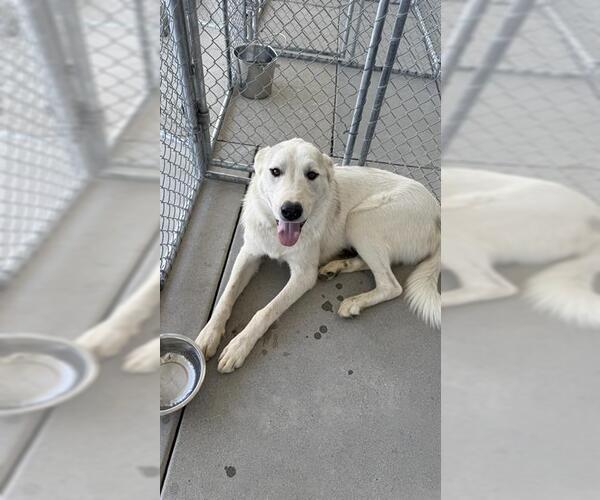 Medium Photo #1 Great Pyrenees Puppy For Sale in Bakersfield, CA, USA