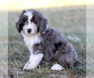 Bernedoodle (Miniature) Puppy for sale in NEW HOLLAND, PA, USA