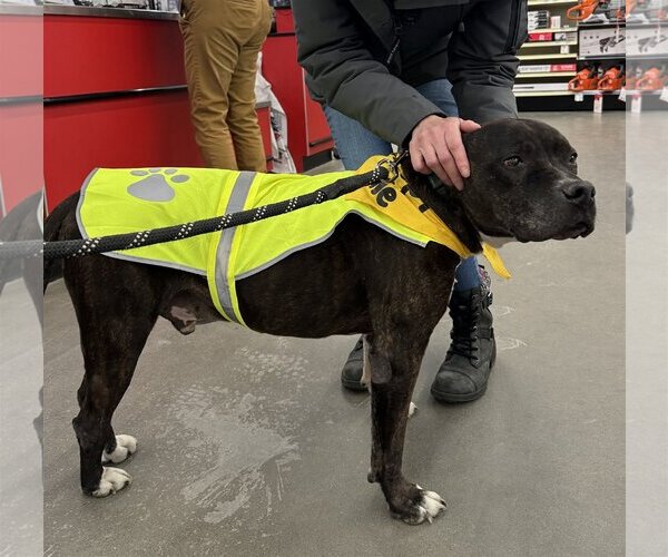 Medium Photo #9 American Pit Bull Terrier-Unknown Mix Puppy For Sale in Sykesville, MD, USA