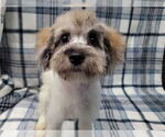 Small #6 Mutt
