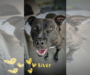 American Pit Bull Terrier-Unknown Mix Dogs for adoption in Monte Vista, CO, USA