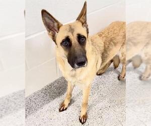 German Shepherd Dog Dogs for adoption in Houston, TX, USA
