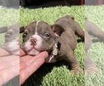 Small Photo #23 Bulldog Puppy For Sale in LOS ANGELES, CA, USA