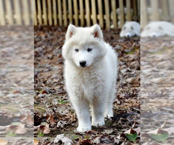 Medium Photo #14 Siberian Husky Puppy For Sale in DINWIDDIE, VA, USA