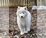 Small Photo #14 Siberian Husky Puppy For Sale in DINWIDDIE, VA, USA