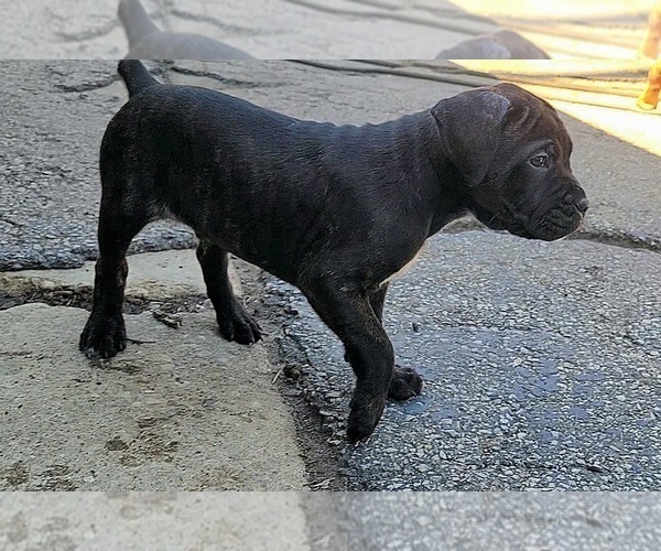 Medium Photo #21 America Bandogge Mastiff Puppy For Sale in JOLIET, IL, USA