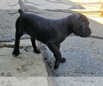 Small Photo #21 America Bandogge Mastiff Puppy For Sale in JOLIET, IL, USA