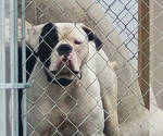 Small Photo #1 American Bulldog Puppy For Sale in WOODBURY, NJ, USA