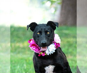 Colonial Cocker Spaniel-Unknown Mix Dogs for adoption in Unionville, PA, USA