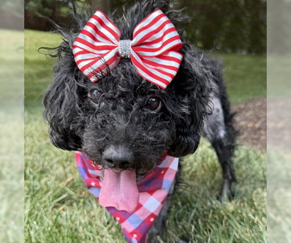 Medium Photo #5 Mutt Puppy For Sale in Arlington, VA, USA