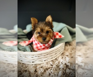 Yorkshire Terrier Puppy for sale in CROSSVILLE, TN, USA