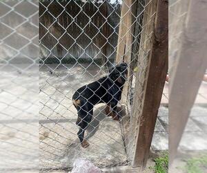 Rottweiler-Unknown Mix Dogs for adoption in San Antonio, TX, USA