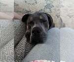 Small #2 Great Dane
