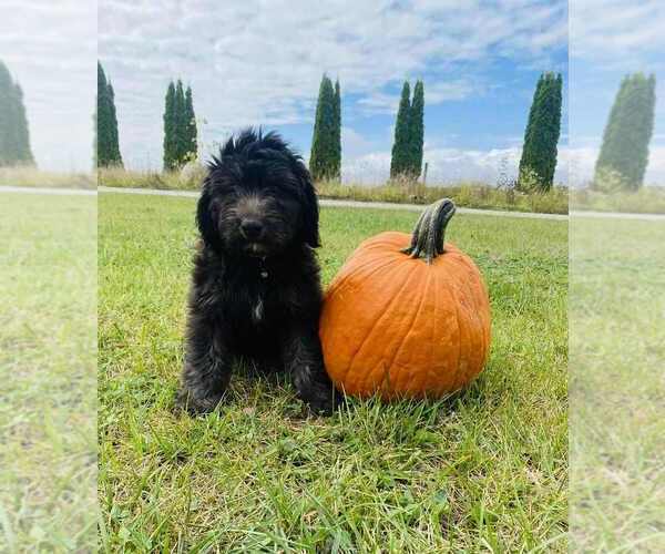 Medium Photo #1 Aussiedoodle Miniature  Puppy For Sale in FOUNTAIN CITY, IN, USA
