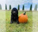 Image preview for Ad Listing. Nickname: Max