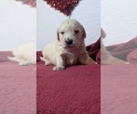 Small #4 Golden Retriever
