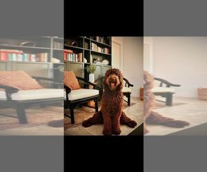 Father of the Labradoodle puppies born on 06/25/2025
