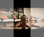 Small Photo #1 Labradoodle Puppy For Sale in OSTEEN, FL, USA