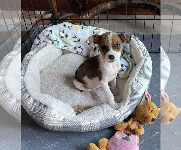 Medium Photo #3 Chihuahua-Unknown Mix Puppy For Sale in Plainfield, IL, USA