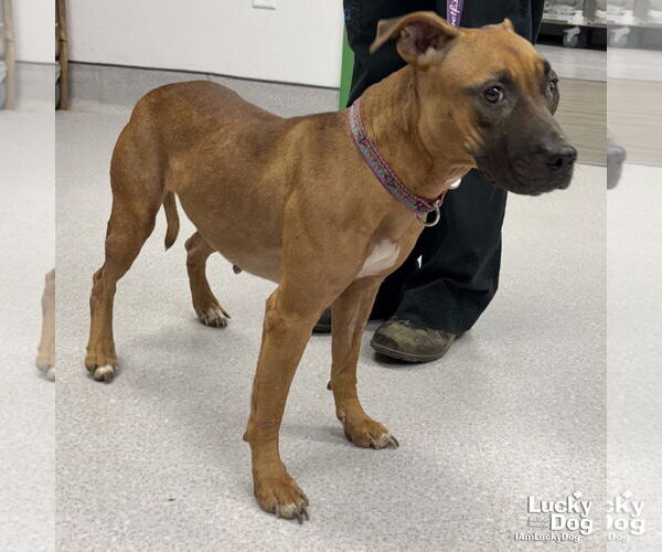 Medium Photo #3 Black Mouth Cur-Rhodesian Ridgeback Mix Puppy For Sale in Washington, DC, USA