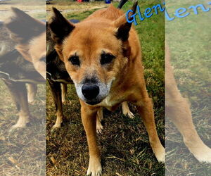 Glen Frye - Male Mutt Dog for Adoption - Photo #9