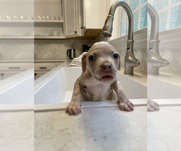 Medium Photo #2 American Pit Bull Terrier-Unknown Mix Puppy For Sale in Spring Lake, NC, USA