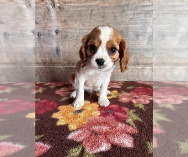 Medium Photo #8 Cavalier King Charles Spaniel Puppy For Sale in VERMONTVILLE, MI, USA