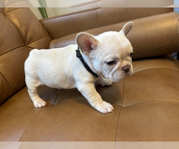 Medium Photo #3 French Bulldog Puppy For Sale in ENGLEWOOD, CO, USA
