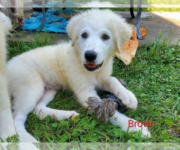 Medium Photo #5 Great Pyrenees Puppy For Sale in ORANGE, TX, USA
