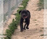 Small American Pit Bull Terrier-Labrador Retriever Mix
