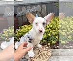 Small #4 Pembroke Welsh Corgi