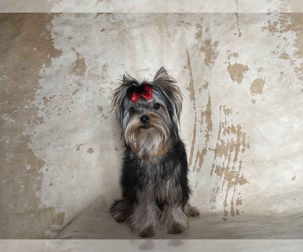 Medium Photo #1 Yorkshire Terrier Puppy For Sale in ROANOKE, VA, USA