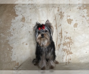 Yorkshire Terrier Puppy for sale in ROANOKE, VA, USA