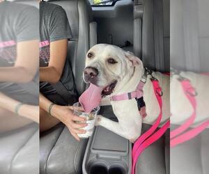 Labrador Retriever-Unknown Mix Dogs for adoption in Louisville, KY, USA