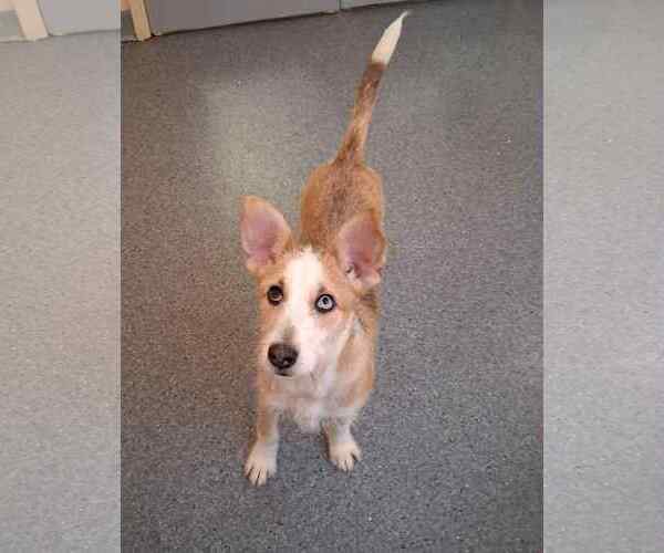 Medium Photo #1 Mutt Puppy For Sale in Low Moor, VA, USA