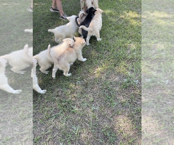 Medium Photo #13 Siberian Husky Puppy For Sale in HILLISTER, TX, USA