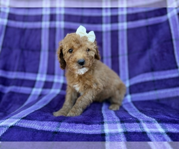 Medium Photo #2 Cavapoo (Miniature) Puppy For Sale in LAKELAND, FL, USA