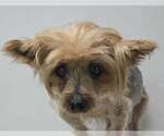 Small #1 Mutt