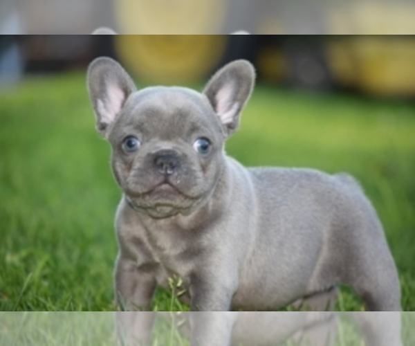 View Ad French Bulldog Puppy for Sale near Oregon