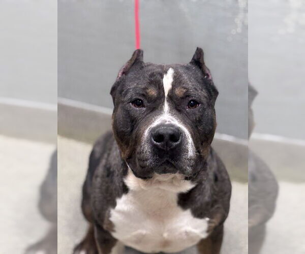 Medium Photo #1 Mutt Puppy For Sale in Las Vegas, NV, USA