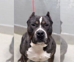 Mutt Dogs for adoption in Las Vegas, NV, USA