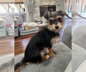 Mutt Dogs for adoption in Corona, CA, USA