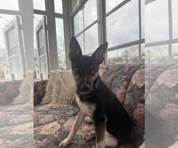 Medium Photo #3 Chihuahua-German Shepherd Dog Mix Puppy For Sale in New London, WI, USA