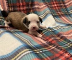 Small Photo #8 Chi-Chi Puppy For Sale in SOUTHERN PINES, NC, USA