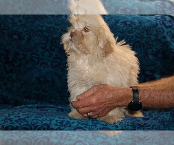 Medium Photo #2 ShihPoo Puppy For Sale in DYERSBURG, TN, USA
