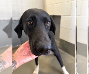 Great Dane Dogs for adoption in Bullard, TX, USA