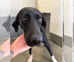 Rose - Female Great Dane Dog for Adoption - Small photo