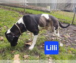 Small #1 Great Dane Mix