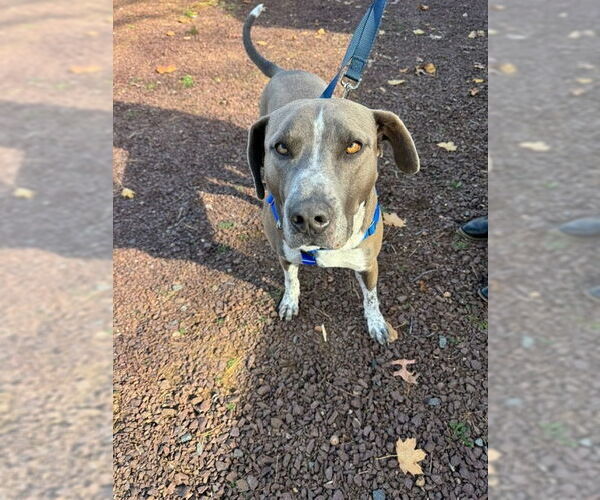 Medium Photo #8 American Pit Bull Terrier-Unknown Mix Puppy For Sale in Oakhurst, NJ, USA
