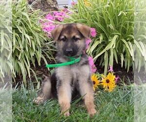 German Shepherd Dog Puppy for sale in STEWARTSTOWN, PA, USA